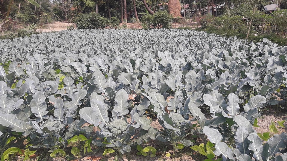 সন্দ্বীপে প্রথম ব্রুকলি চাষে সফল হয়েছে মুছাপুরের মোবারক হোসেন