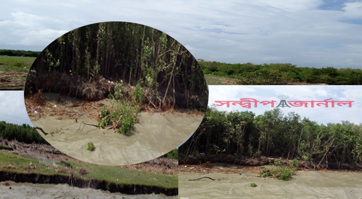 দখল ও ভাঙনে বিলীন উড়িরচরের বন